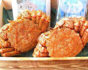 活毛蟹2杯1.6㎏前後セット